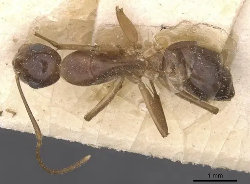 Camponotus bonariensis specimen CASENT0911918 image casent0911918_1