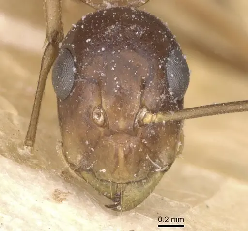Camponotus bonariensis specimen CASENT0911918 image casent0911918_2