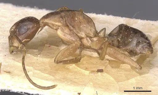 Camponotus bonariensis specimen CASENT0911918 image casent0911918_3