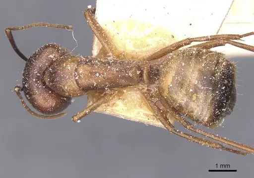 Camponotus bonariensis specimen CASENT0911919 image casent0911919_1