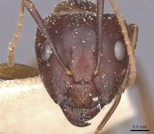 Camponotus bonariensis specimen CASENT0911919 image casent0911919_2