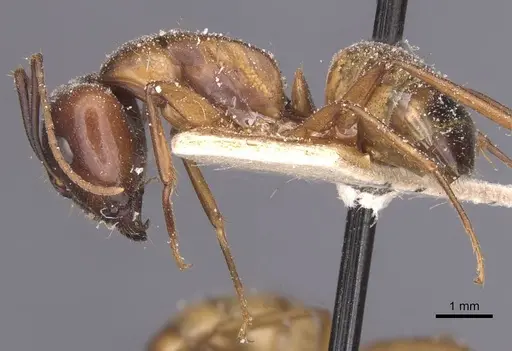 Camponotus bonariensis specimen CASENT0911919 image casent0911919_3