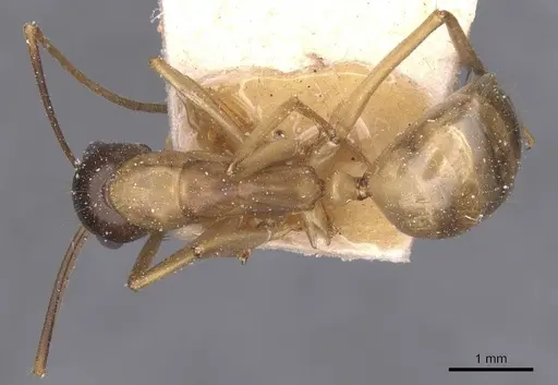 Camponotus bonariensis specimen CASENT0911920 image casent0911920_1
