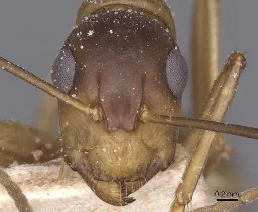 Camponotus bonariensis specimen CASENT0911920 image casent0911920_2
