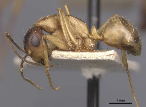 Camponotus bonariensis specimen CASENT0911920 image casent0911920_3