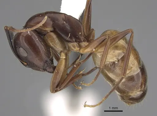 Camponotus bonariensis specimen CASENT0923522 image casent0923522_1