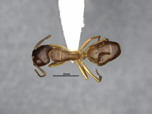 Camponotus bonariensis specimen CASENT4032252 image casent4032252_1
