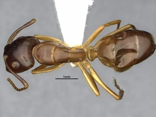 Camponotus bonariensis specimen CASENT4032252 image casent4032252_2