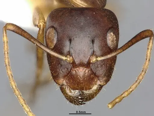 Camponotus bonariensis specimen CASENT4032252 image casent4032252_3