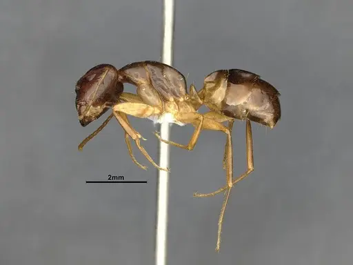 Camponotus bonariensis specimen CASENT4032252 image casent4032252_4