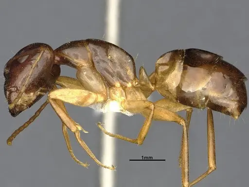 Camponotus bonariensis specimen CASENT4032252 image casent4032252_5