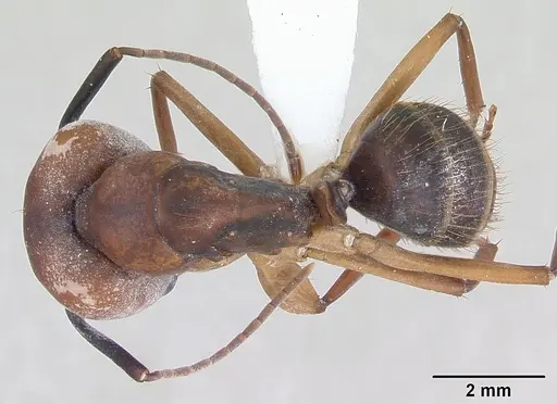 Camponotus borellii specimen CASENT0173397 image casent0173397_1