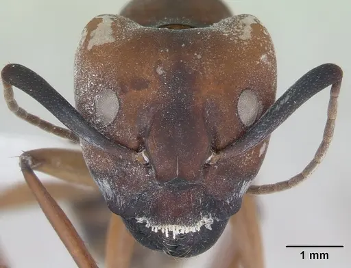 Camponotus borellii specimen CASENT0173397 image casent0173397_2