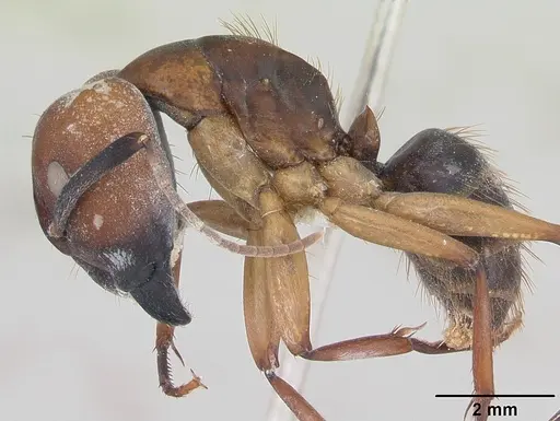 Camponotus borellii specimen CASENT0173397 image casent0173397_3