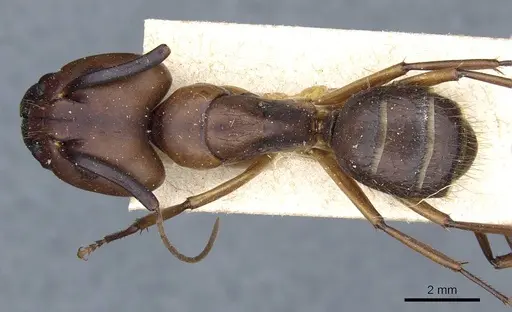 Camponotus borellii specimen CASENT0905218 image casent0905218_1
