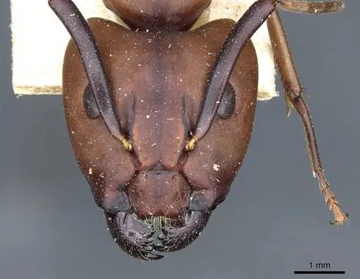Camponotus borellii specimen CASENT0905218 image casent0905218_2