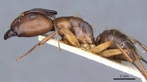 Camponotus borellii specimen CASENT0905218 image casent0905218_3