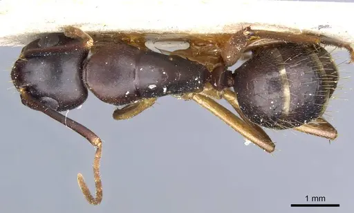 Camponotus borellii specimen CASENT0905219 image casent0905219_1