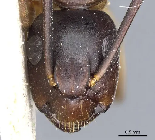 Camponotus borellii specimen CASENT0905219 image casent0905219_2