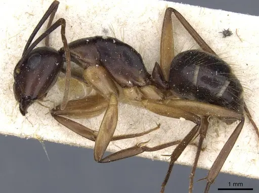 Camponotus borellii specimen CASENT0905219 image casent0905219_3