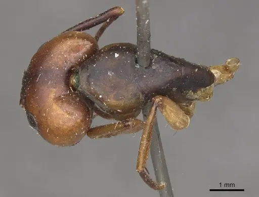 Camponotus borellii specimen CASENT0909984 image casent0909984_1