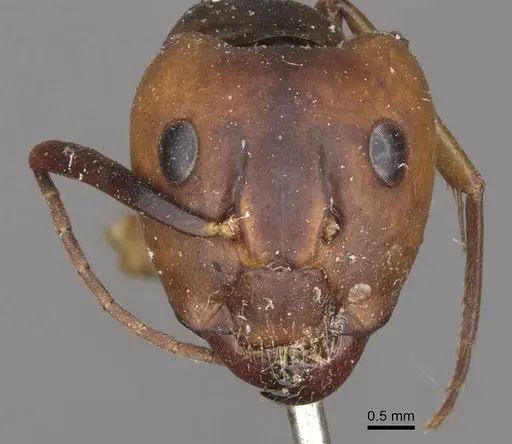Camponotus borellii specimen CASENT0909984 image casent0909984_2