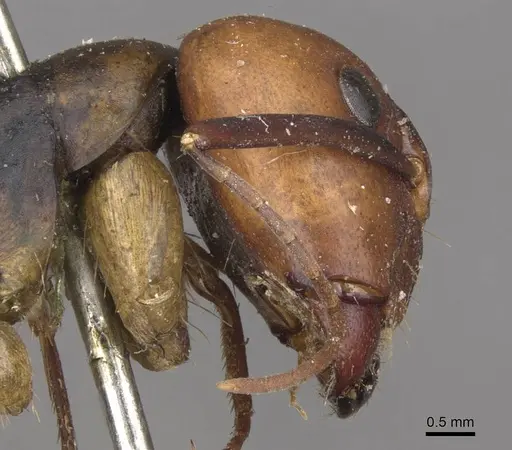 Camponotus borellii specimen CASENT0909984 image casent0909984_3