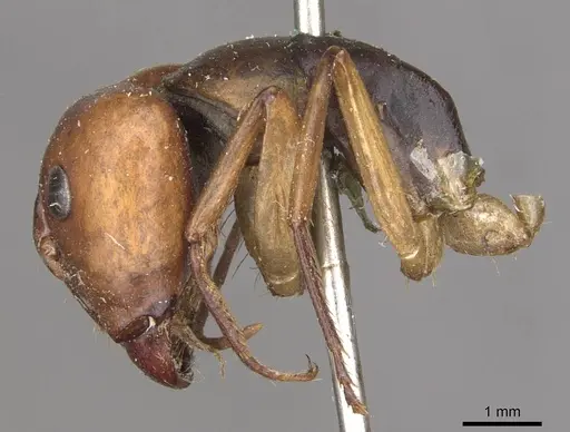 Camponotus borellii specimen CASENT0909984 image casent0909984_4