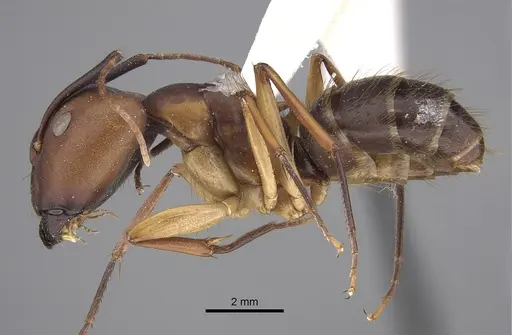 Camponotus borellii specimen CASENT0923523 image casent0923523_1