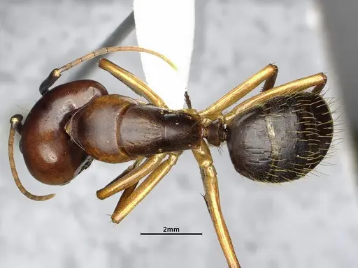 Camponotus borellii specimen CASENT4032224 image casent4032224_1