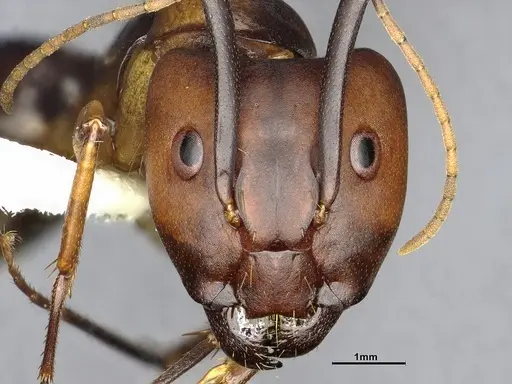 Camponotus borellii specimen CASENT4032224 image casent4032224_2
