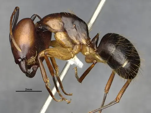Camponotus borellii specimen CASENT4032224 image casent4032224_3