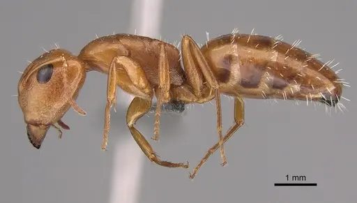 Camponotus bottegoi specimen CASENT0770286 image casent0770286_1