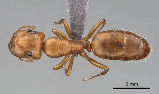 Camponotus bottegoi specimen CASENT0774819 image casent0774819_1