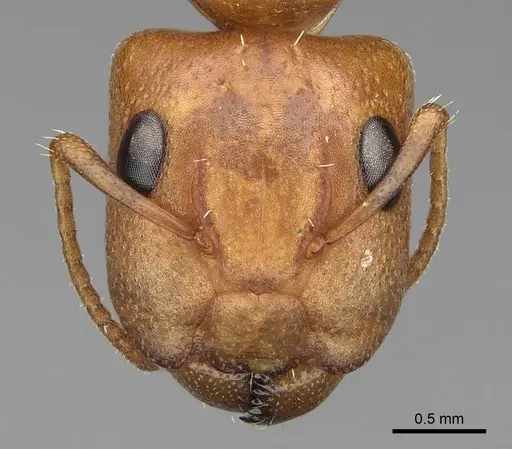 Camponotus bottegoi specimen CASENT0774819 image casent0774819_2