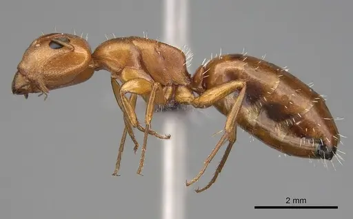Camponotus bottegoi specimen CASENT0774819 image casent0774819_3