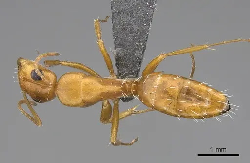 Camponotus bottegoi specimen CASENT0777629 image casent0777629_1