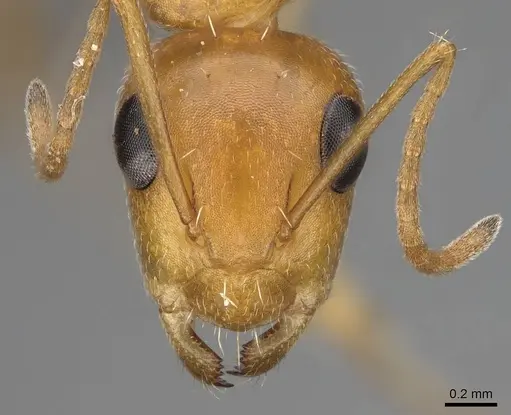 Camponotus bottegoi specimen CASENT0777629 image casent0777629_2