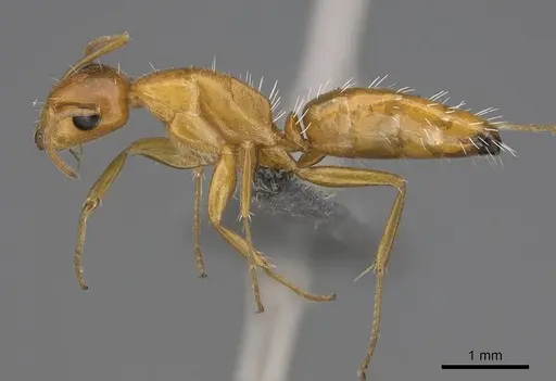 Camponotus bottegoi specimen CASENT0777629 image casent0777629_3