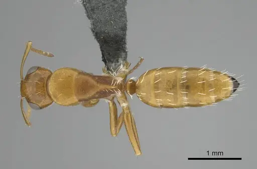 Camponotus bottegoi specimen CASENT0814441 image casent0814441_1