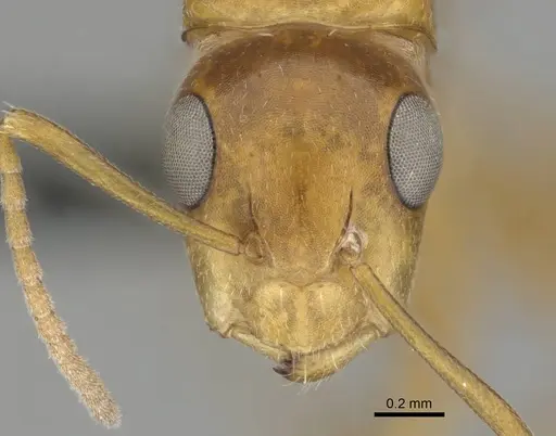Camponotus bottegoi specimen CASENT0814441 image casent0814441_2