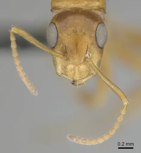 Camponotus bottegoi specimen CASENT0814441 image casent0814441_3