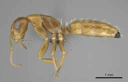 Camponotus bottegoi specimen CASENT0814441 image casent0814441_4