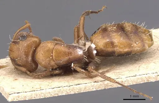 Camponotus bottegoi specimen CASENT0905429 image casent0905429_1
