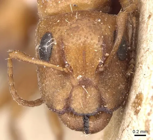 Camponotus bottegoi specimen CASENT0905429 image casent0905429_2