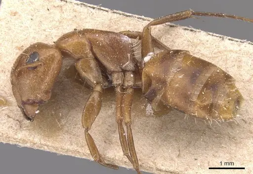 Camponotus bottegoi specimen CASENT0905429 image casent0905429_3