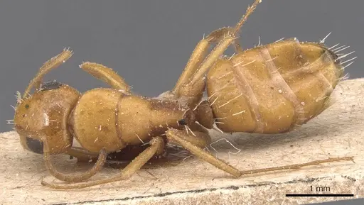 Camponotus bottegoi specimen CASENT0905430 image casent0905430_1