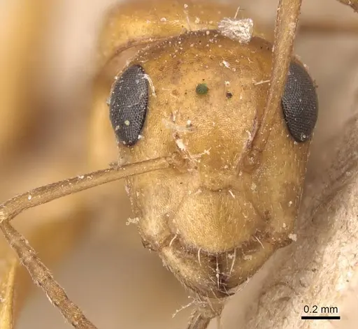 Camponotus bottegoi specimen CASENT0905430 image casent0905430_2