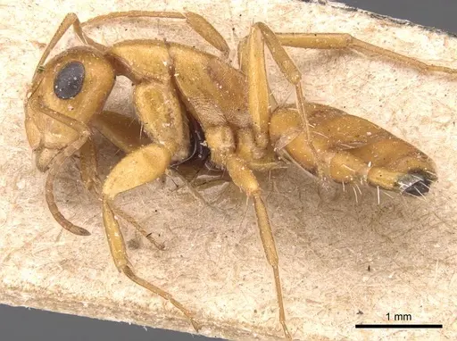 Camponotus bottegoi specimen CASENT0905430 image casent0905430_3