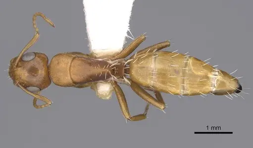 Camponotus bottegoi specimen CASENT0906865 image casent0906865_1